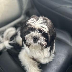 Meet your Posher, Cattysage